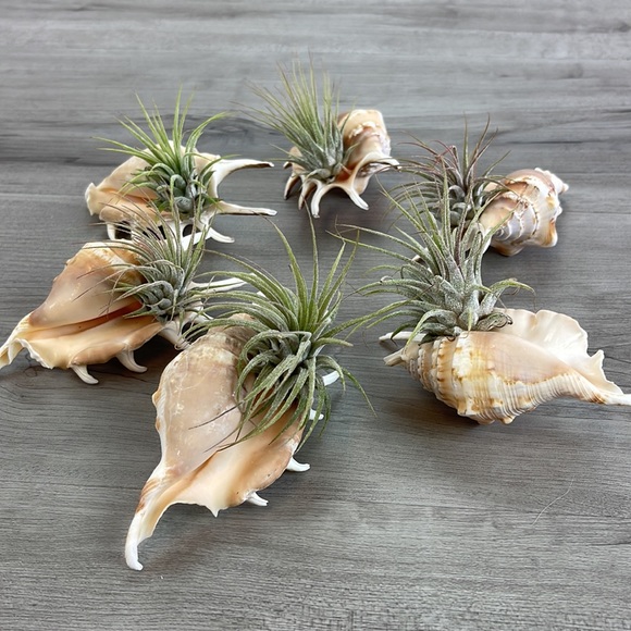 🔆AIR PLANT BUDDY🔆 WITH REAL SEA SHELL HAND MADE AND UNIQUE - Picture 13 of 16